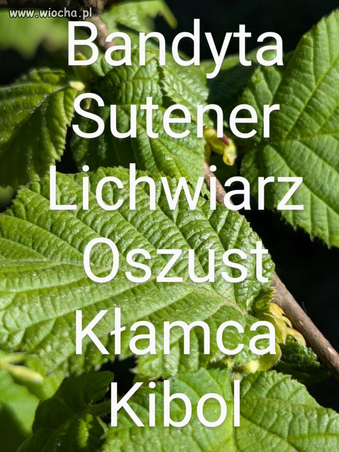 Kilka przypadkowych słów na zielonym liściu...