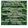 Antidon Vs Marihuana