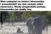 Co za Pech