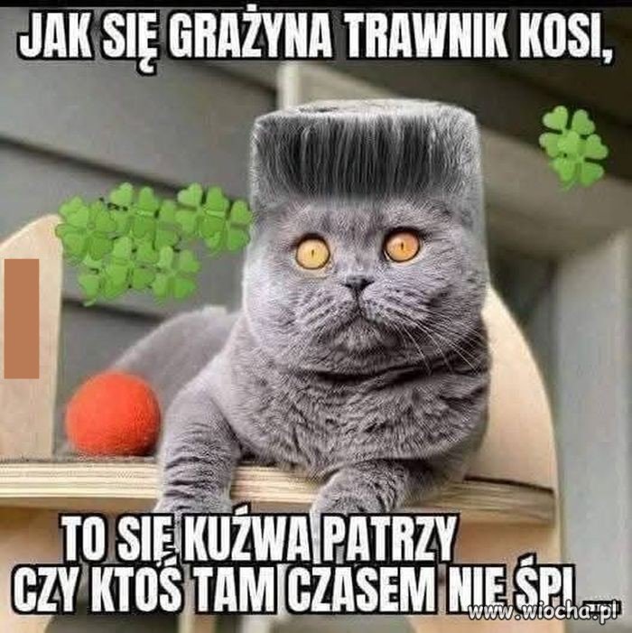 Dobra rada dla koszących
