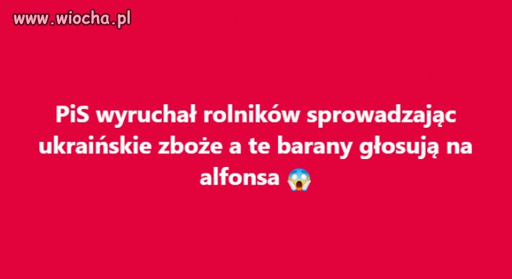 Głupie te bambry