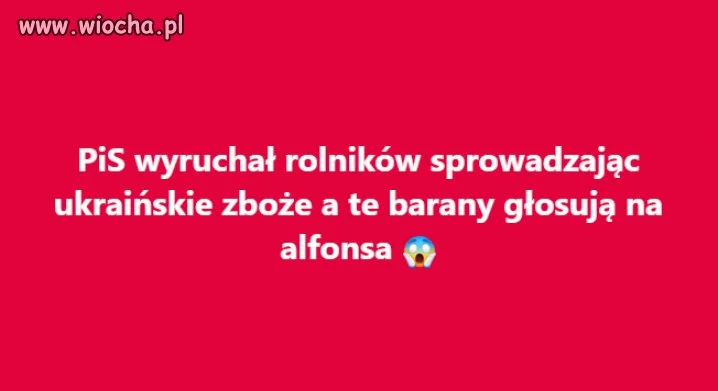 Głupie te bambry