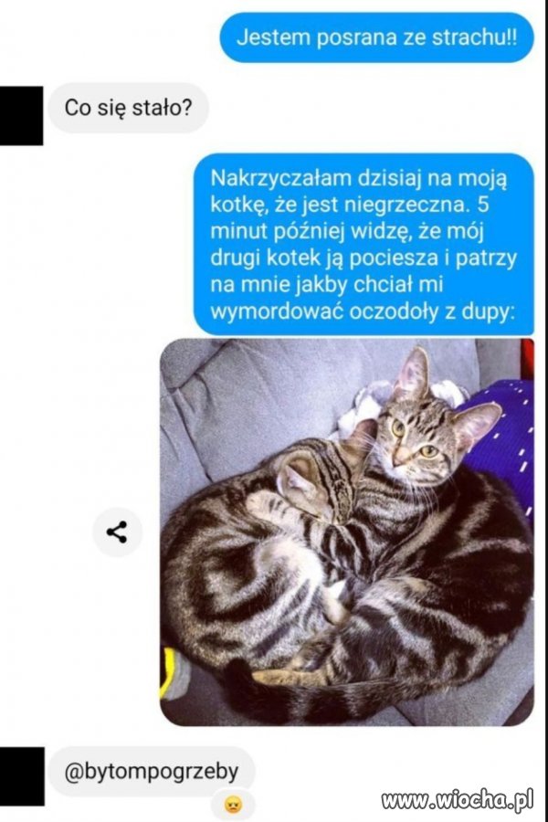 Oho było nie krzyczeć na kota