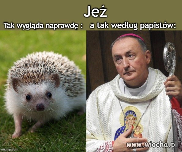 Czy jeż odpowie przed Sądem