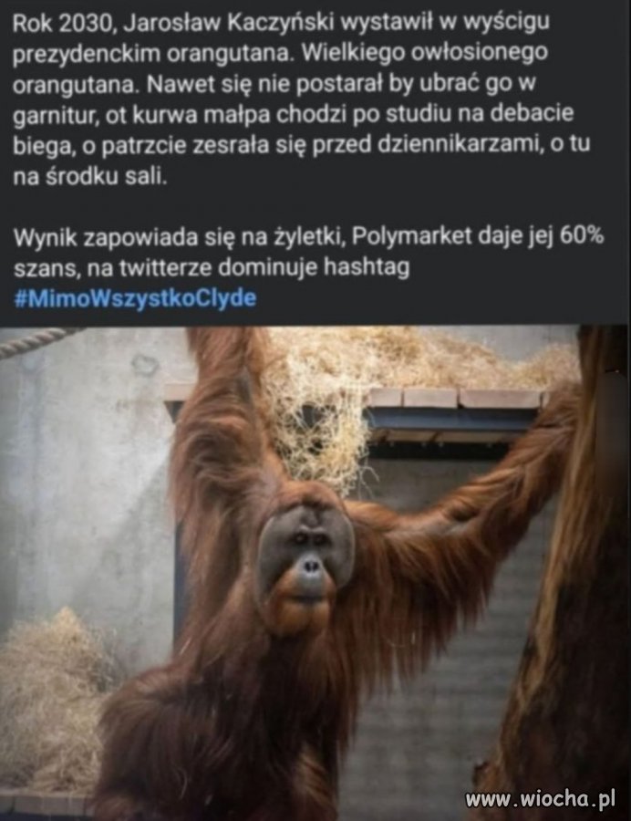 Tak widzę kandydatów pis 