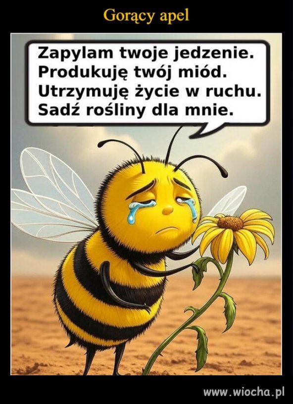 Obserwuję ostatnio masowe koszenie trawy, wszystkie kwiatki out..