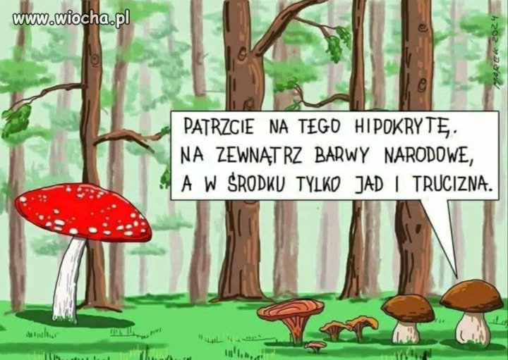 Typowy PIS-owiec