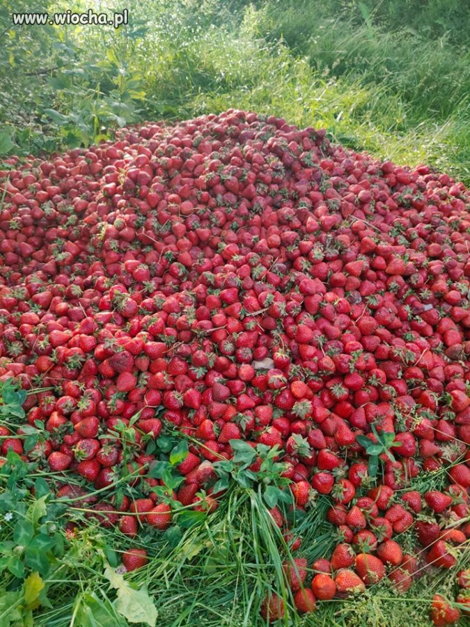 Rozumowanie plantatora czy truskawkowa mafia ?