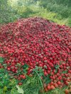 Rozumowanie plantatora czy truskawkowa mafia ?