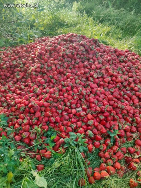 Rozumowanie plantatora czy truskawkowa mafia ?