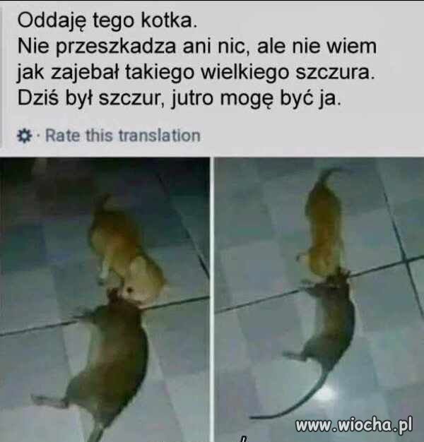 Mały ale wariat.