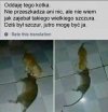 Mały ale wariat.