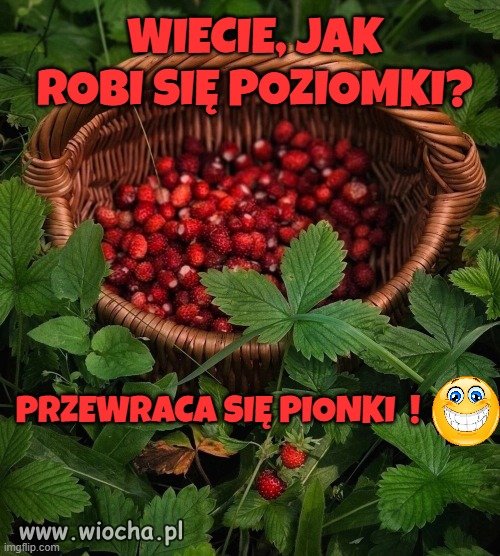 Sezon w pełni !