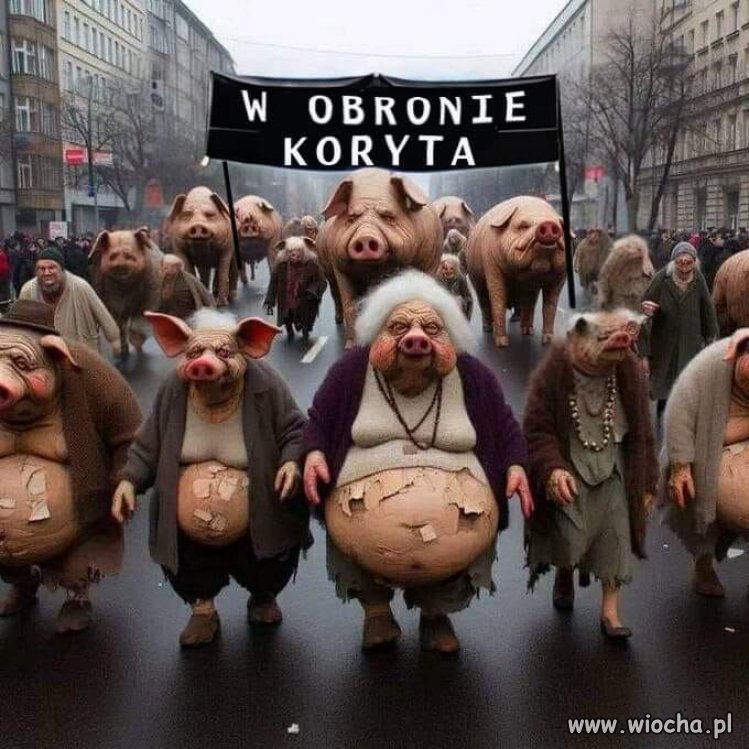 To już ostatni marsz pisowskich świń do koryta !