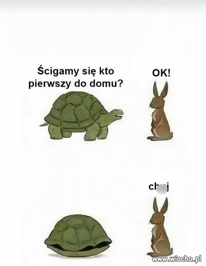 Wyścigi z żółwiem takie są 
