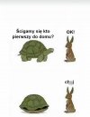 Wyścigi z żółwiem takie są 