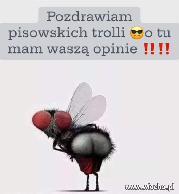 Hej pisowskie trolle to do was!