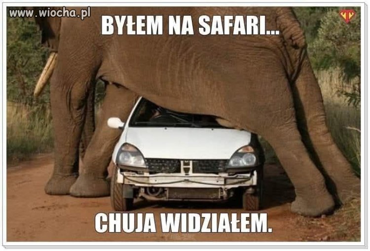 Safari.
