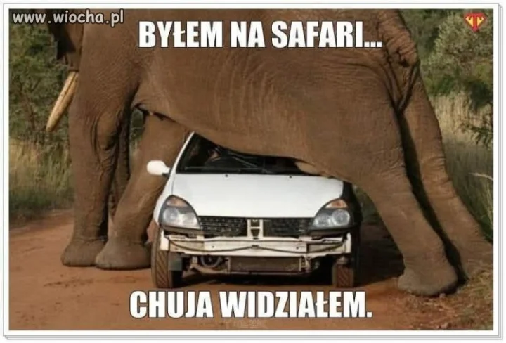Safari.