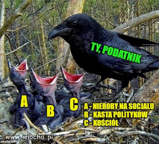 Obserwacja przyrody