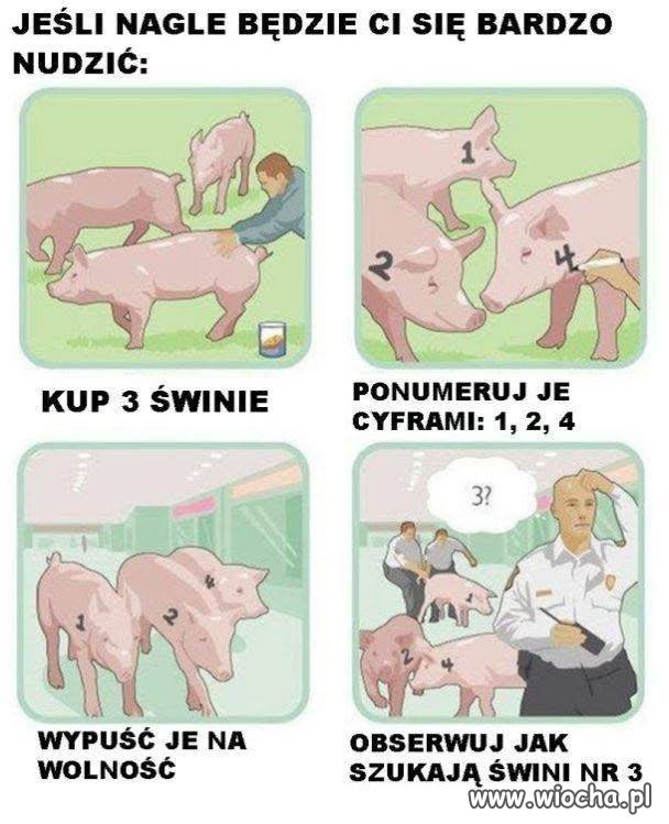 Chów świń na nudę 