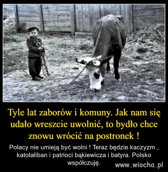 Zostanie tylko bydło