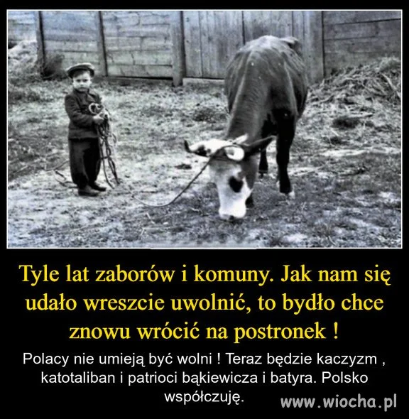 Zostanie tylko bydło