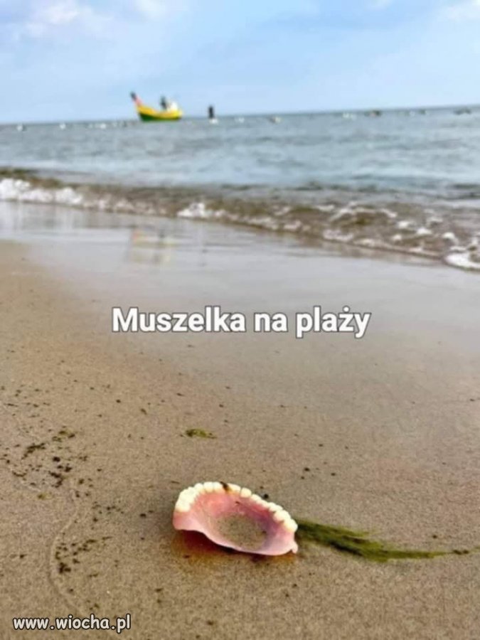 Muszelka