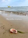 Muszelka