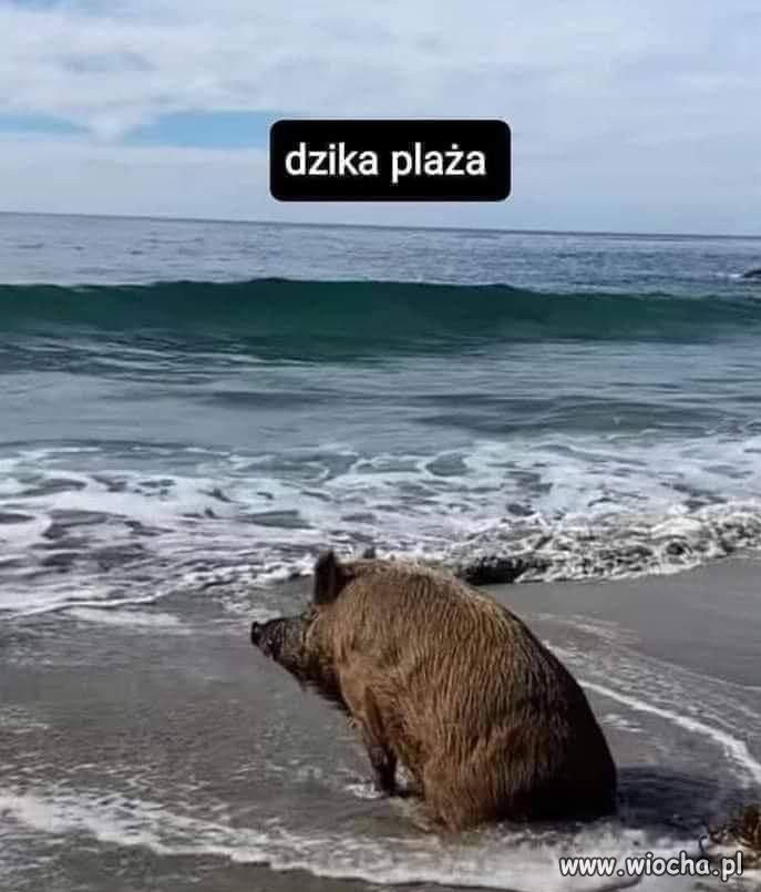 I powiedzenie dzika plaża 