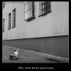 Kto zajmie się kotem prezesa...kiedy będą siedzieć