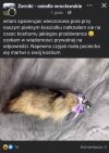 Czyja pociecha zgubiła 