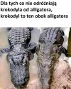Teraz już rozróżniam na 100% 