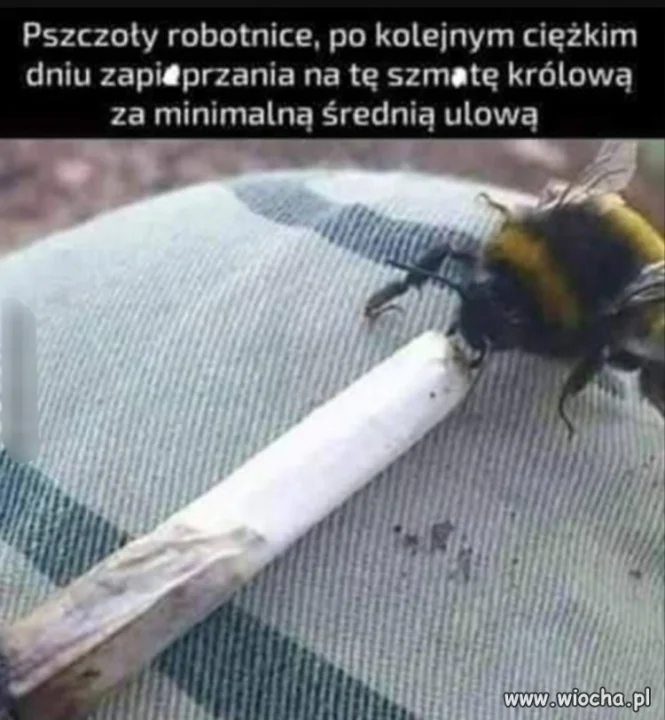 Relaksik 