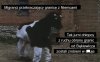 Dwóch przemknęło przez zasieki