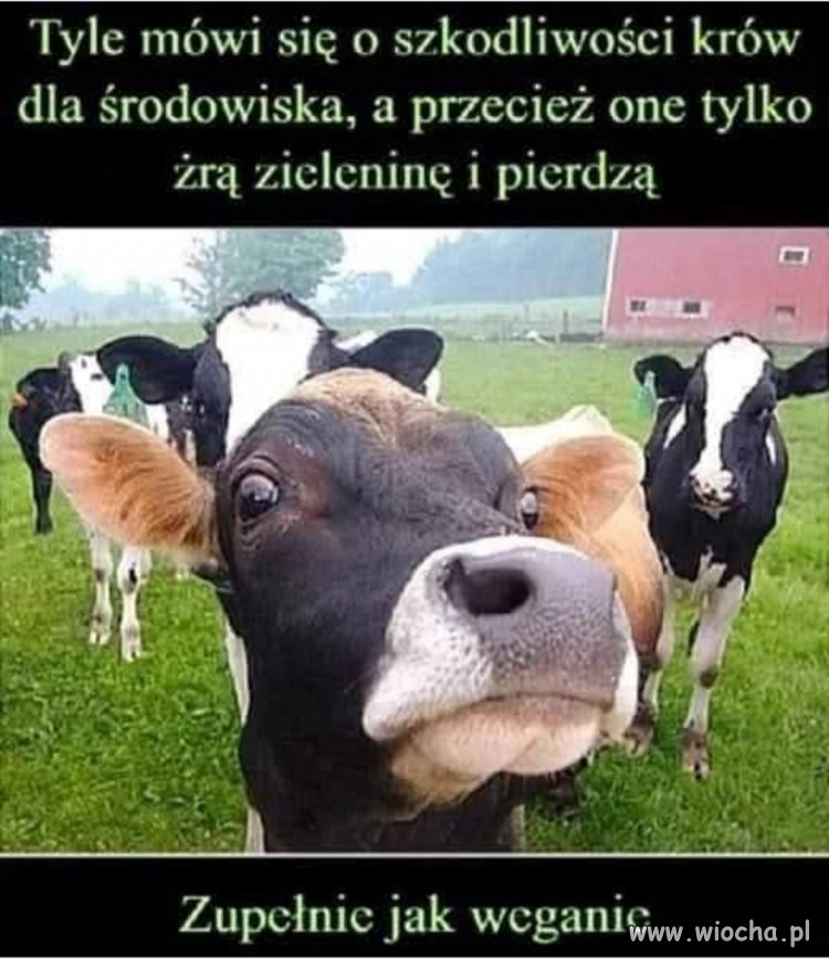 Komu przeszkadzają 