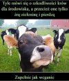 Komu przeszkadzają 