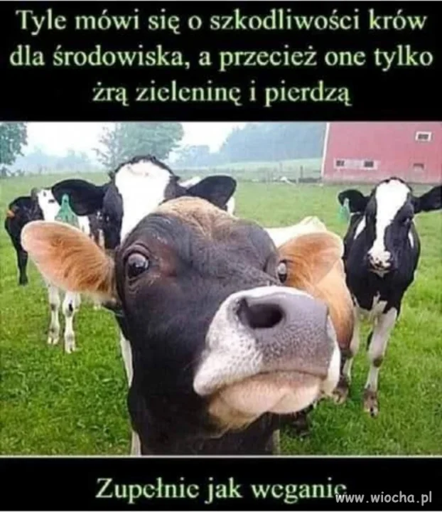 Komu przeszkadzają 