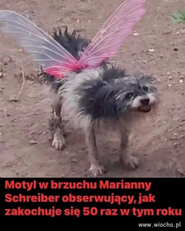 Motyle u Schreiber