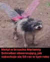 Motyle u Schreiber