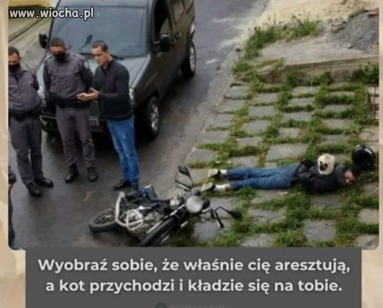 Pewnie miał w kieszeniach kocimiętkę 