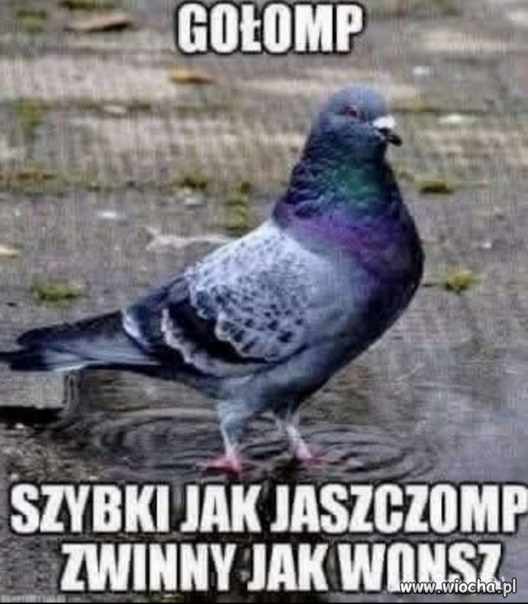 Gołomp
