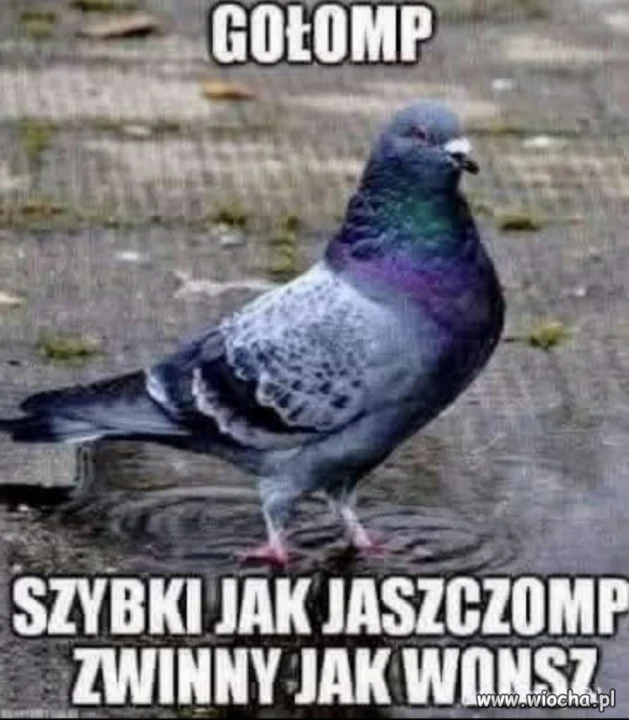 Gołomp
