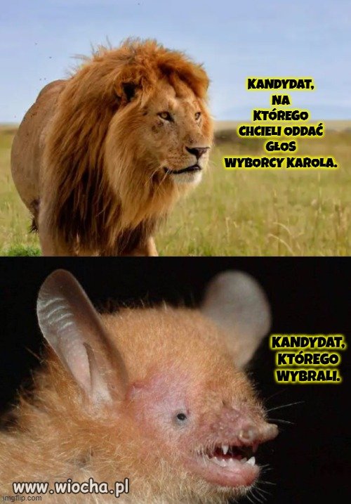 Odbyły się wybory króla dżungli.
