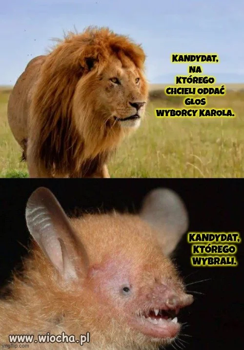 Odbyły się wybory króla dżungli.