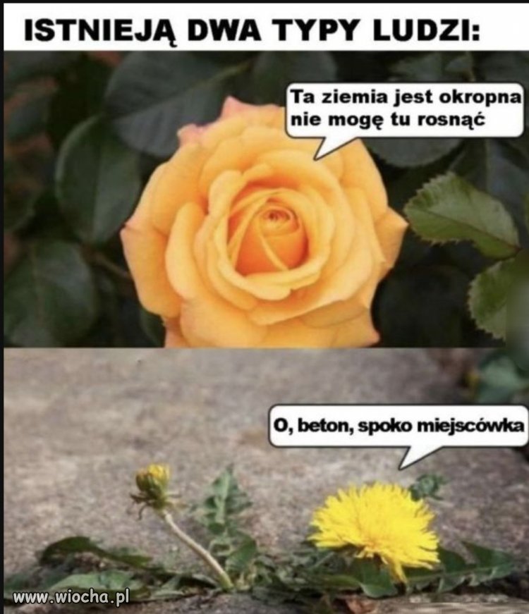 A ja bym tak porównał