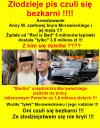 Rozbój na prostej drodze... bezczelnie i bezkarnie