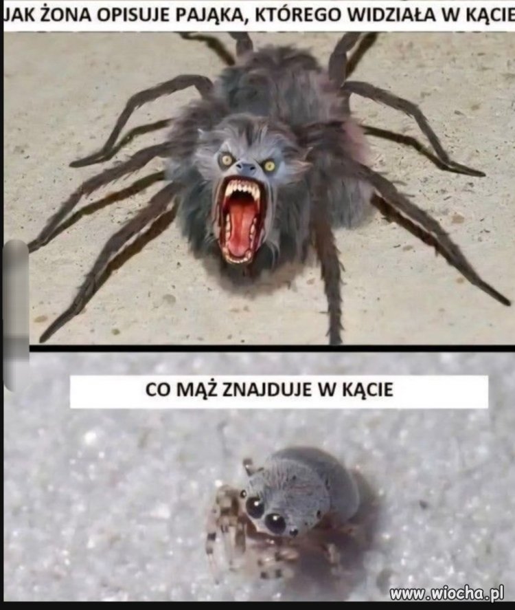 Oo pajączek 