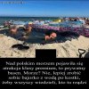 Pomysłowy 