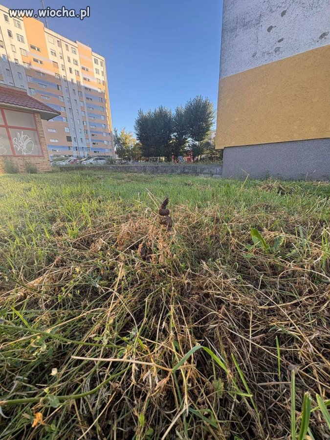 Wcale nie taki rzadki kwiat osiedlowy 